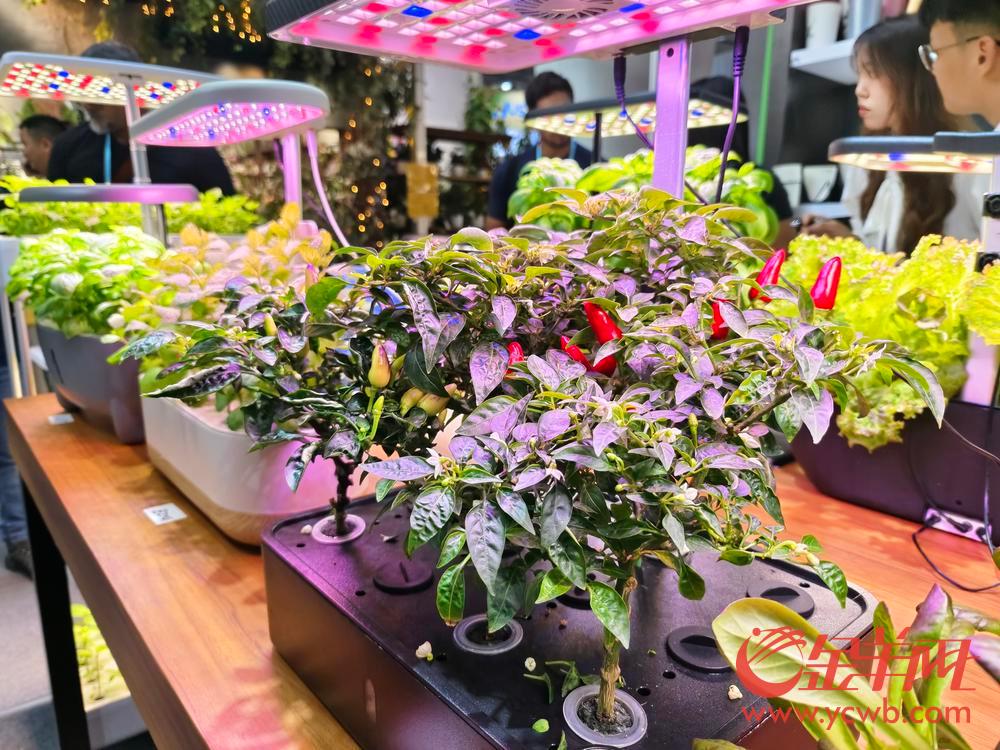 广交会二期的“新”与“奇”：蔬菜种植机、人造草坪……(图4)