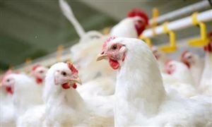 2024年中国人造草坪行业的产业链供需布局及发展现状(图6)