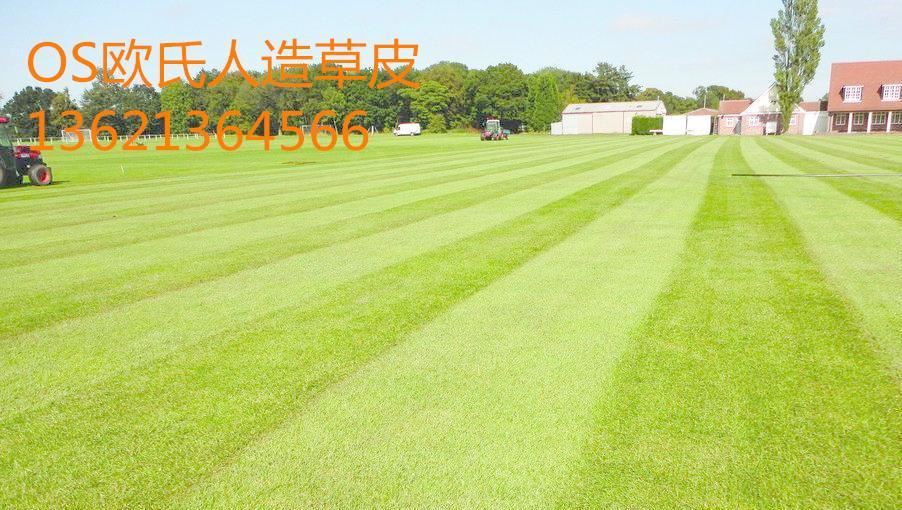 A股足球概念股活跃 多股涨停(图1)