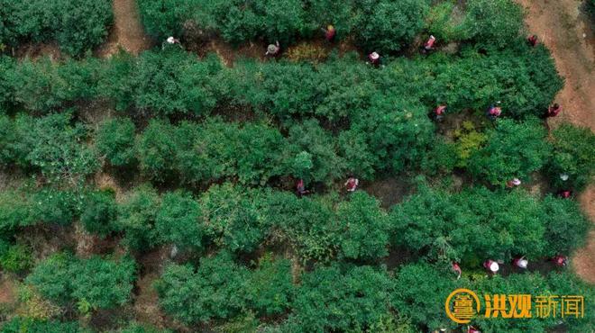 今年南昌将完成5050亩人工造林任务(图2)
