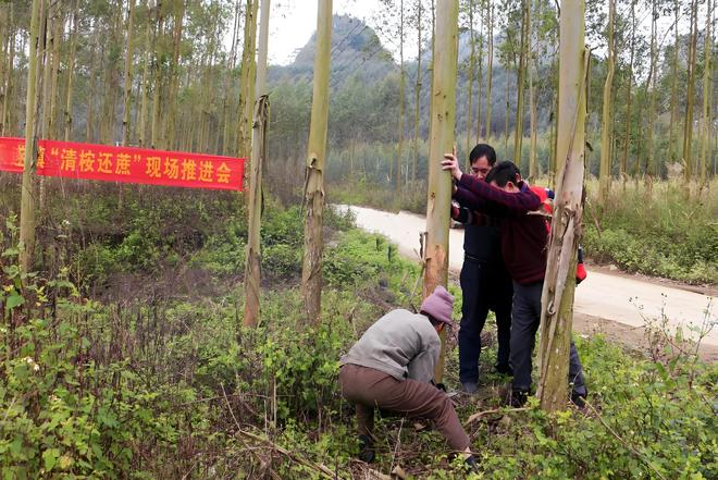 广西“万亿林业”桉树厥功至伟为何还要“清桉”(图4)