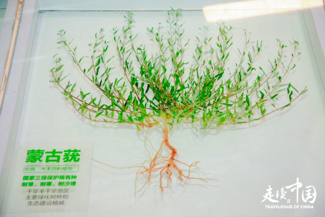 从“种子方舟”到生态修复奇迹 外国记者在中国被狠狠“种草”(图2)