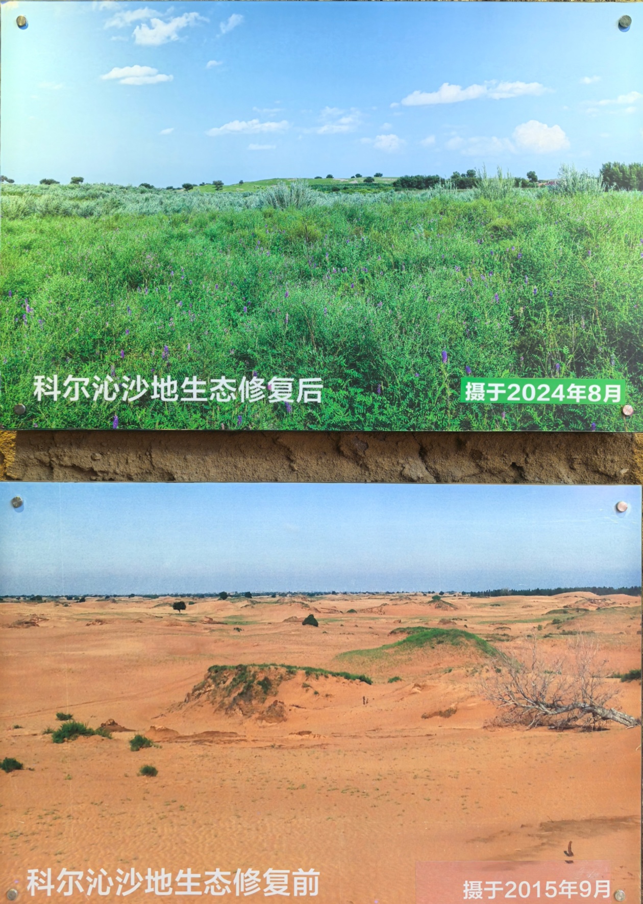 从“种子方舟”到生态修复奇迹 外国记者在中国被狠狠“种草”(图4)