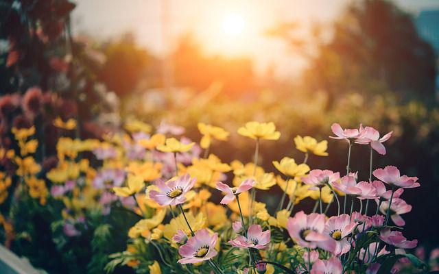创意花园设计让你的花园与众不同(图1)