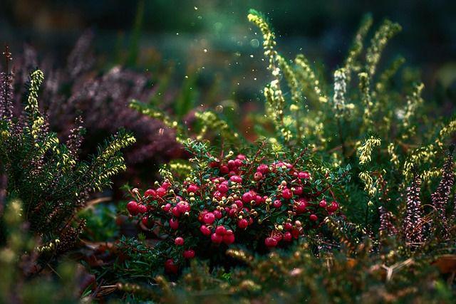创意花园设计让你的花园与众不同(图2)