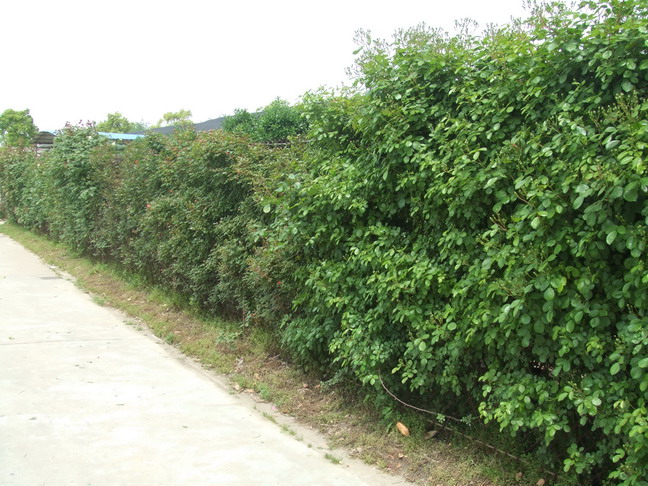 绿茵生态公司新闻(图1)