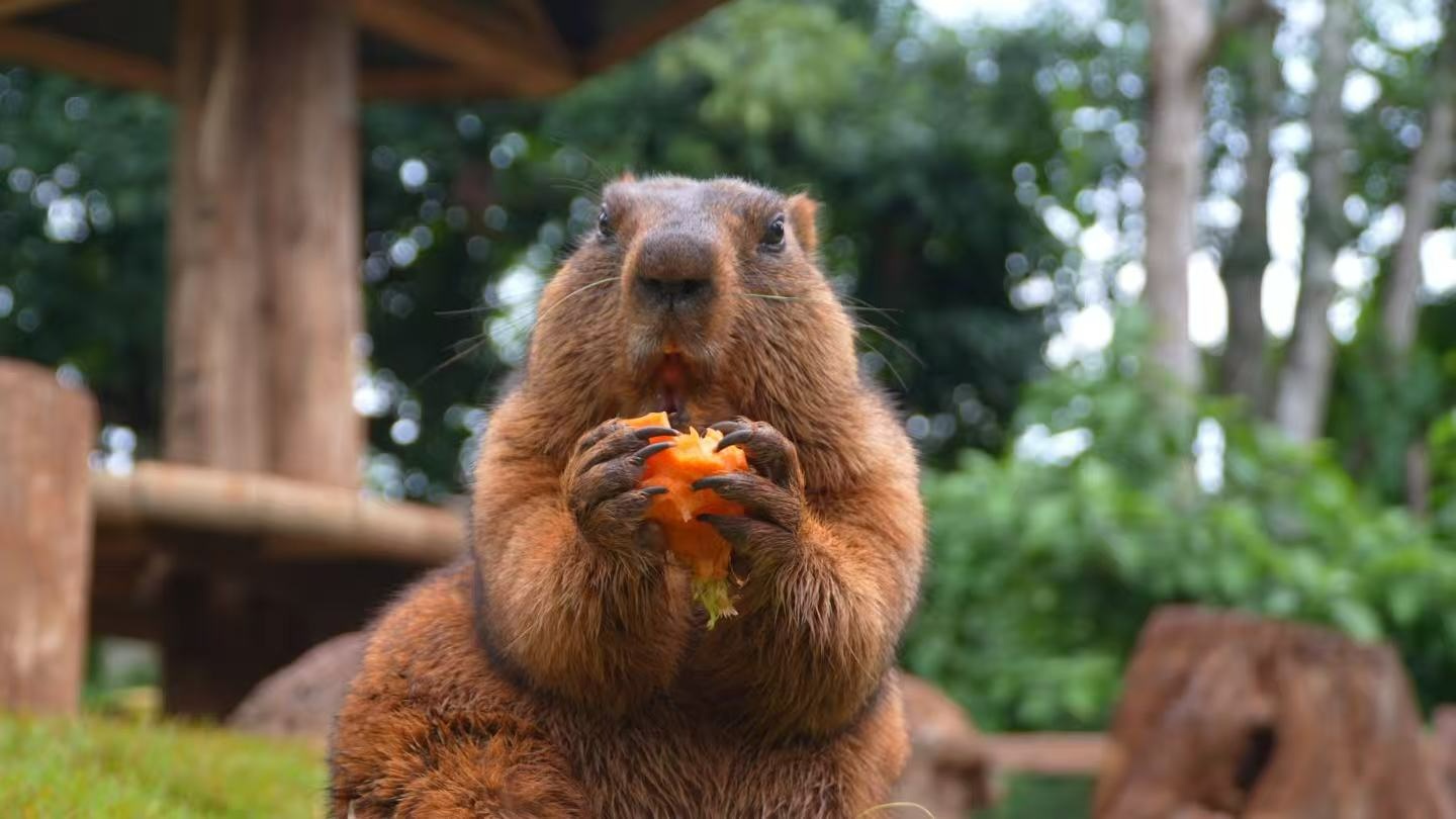 海南热带野生动植物园迎来新“朋友”(图2)