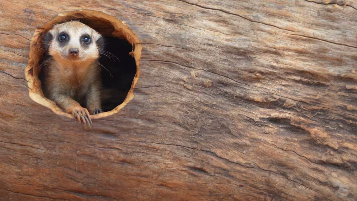 海南热带野生动植物园迎来新“朋友”(图1)