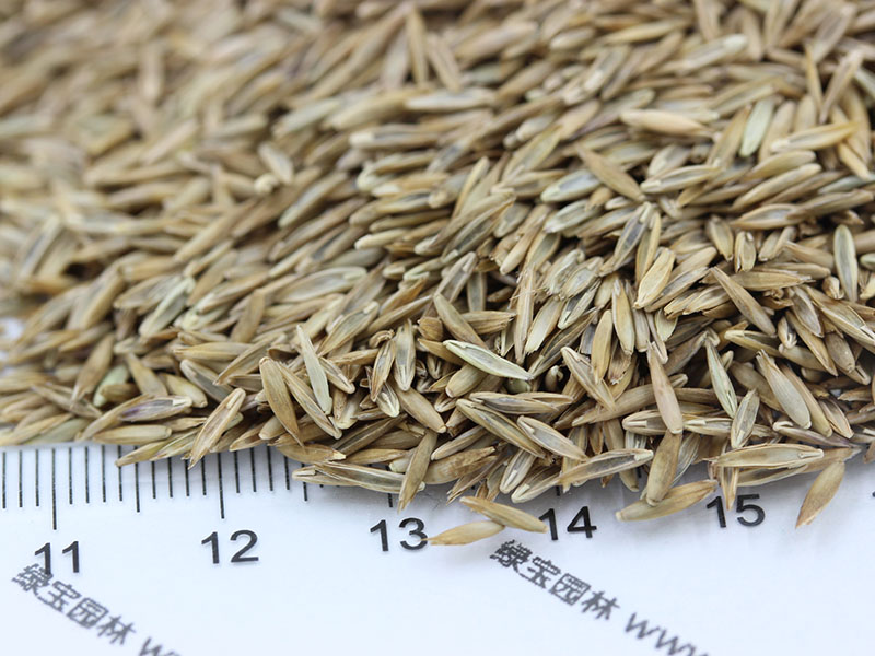 草坪大概多少钱一个平方米(图3)