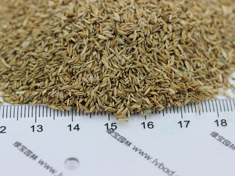 草坪大概多少钱一个平方米(图2)