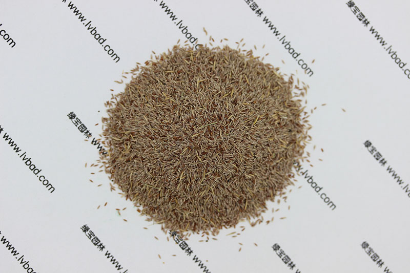 草坪大概多少钱一个平方米(图5)