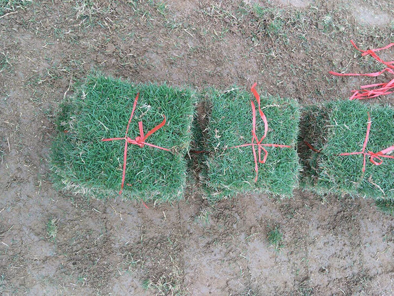 草坪大概多少钱一个平方米(图7)