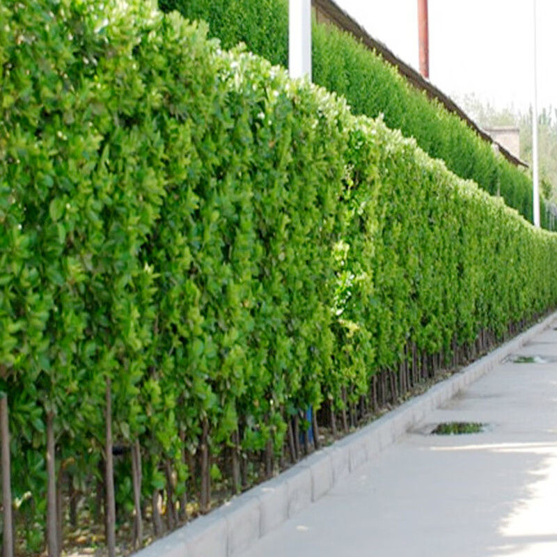 自家车位安隔离栏合法吗(图1)