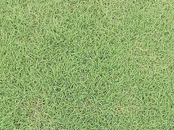 天然草坪铺设价格一般要多少钱(图1)