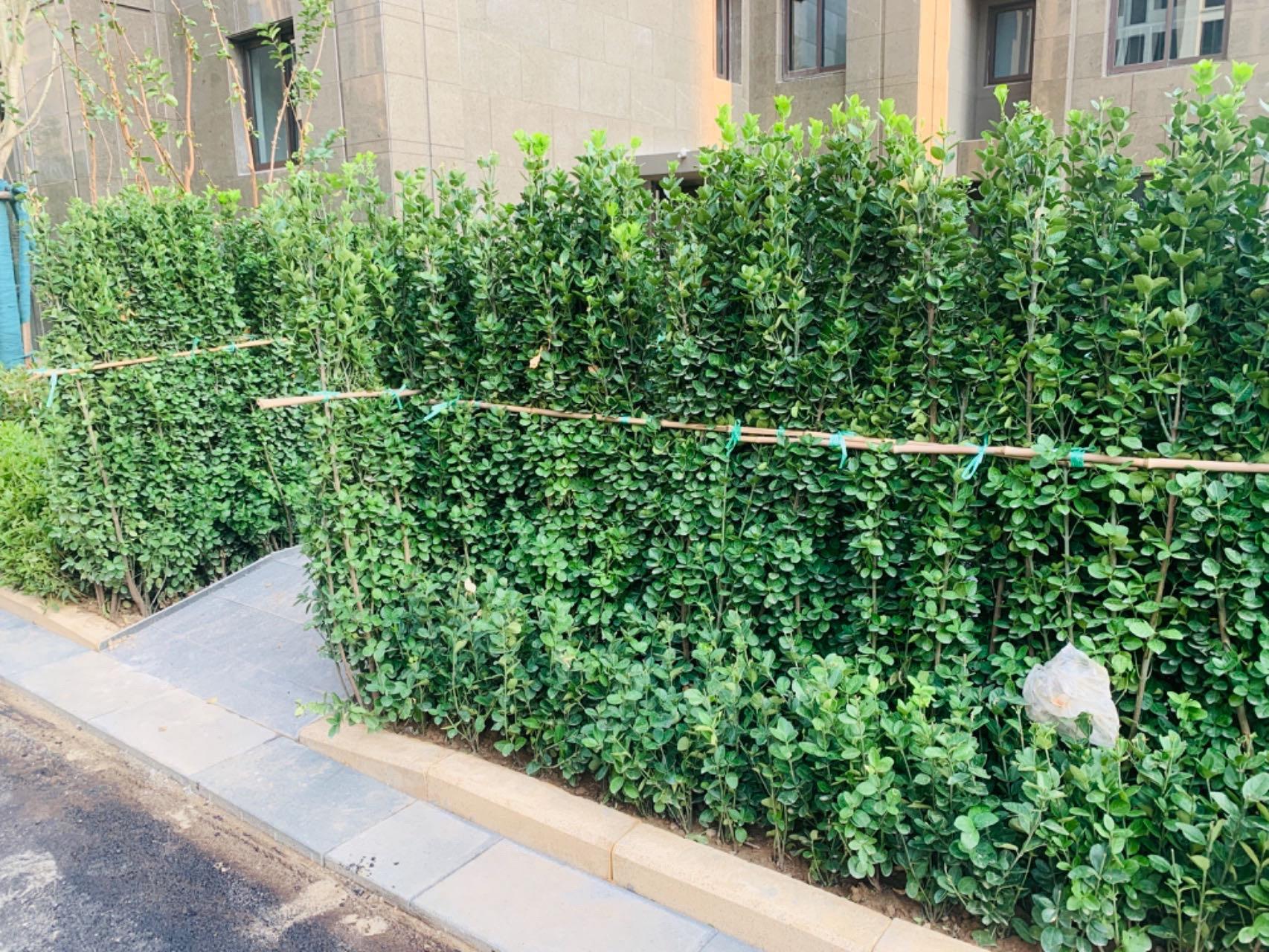 应急预案）滕州市至善学校突发自然灾害事故应急预案2(图1)