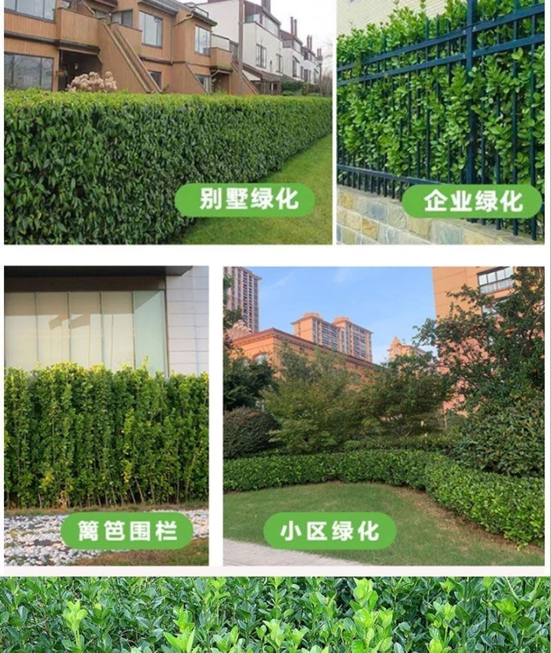 吉大是这样用文化扎根吉林(图1)